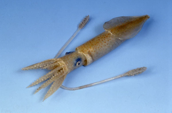 Loligo marmorae